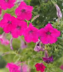 Petúnie Purple Velvet F1 - Petunia hybrida nana - prodej semen - 12 ks