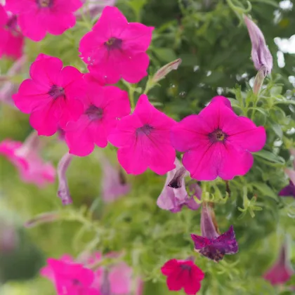 Petúnie Purple Velvet F1 - Petunia hybrida nana - prodej semen - 12 ks