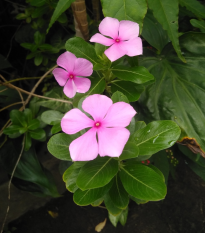 Barvínek Lavender F1 - Catharanthus - prodej semen - 30 ks