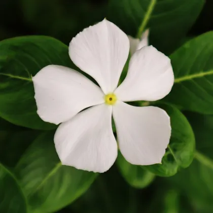 Barvínek White F1 - Catharanthus - prodej semen - 30 ks