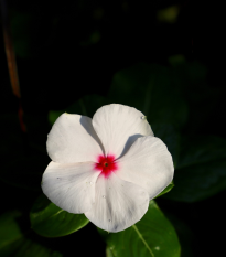 Barvínek Polka F1 - Catharanthus - prodej semen - 30 ks