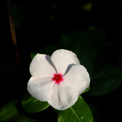 Barvínek Polka F1 - Catharanthus - prodej semen - 30 ks