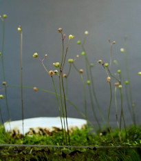 Bublinatka šídlovitá - Utricularia subulata - prodej semen - 15 ks