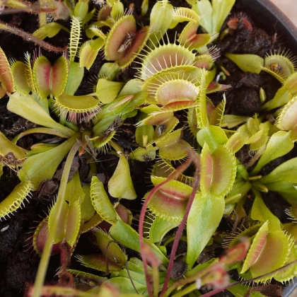 Mucholapka podivná - Dionaea muscipula - prodej semen - 10 ks