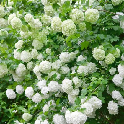 Kalina obecná - Viburnum opulus - prodej semen - 5 ks