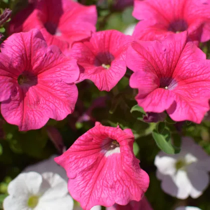 Petúnie mnohokvětá Rita F1 - Petunia hybrida - prodej semen - 30 ks