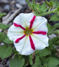 Petúnie mnohokvětá Henrietta F1- Petunia hybrida - prodej semen - 30 ks