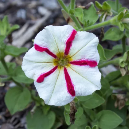 Petúnie mnohokvětá Henrietta F1- Petunia hybrida - prodej semen - 30 ks