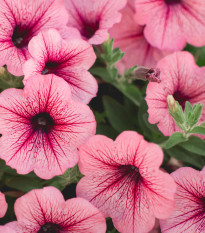 Petúnie mnohokvětá Claudia F1 - Petunia hybrida - prodej semen - 30 ks