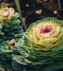 Okrasné zelí Crane bílé F1 - Brassica oleracea - prodej semen - 20 ks