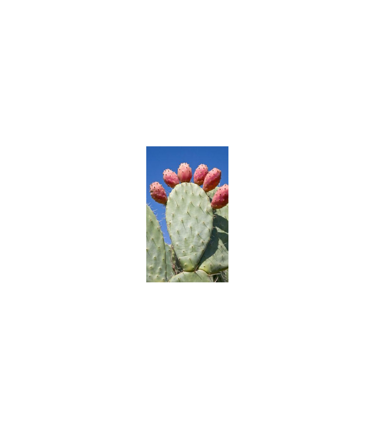 Opuncie - Indiánské fíky - Opuntia compressa - prodej semen - 7 ks