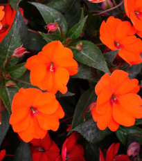 Netýkavka Accent oranžová F1 - Impatiens walleriana - prodej semen - 15 ks