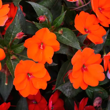 Netýkavka Accent oranžová F1 - Impatiens walleriana - prodej semen - 15 ks