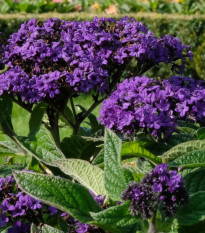 Otočník stromovitý Marine - Heliotropium arborescens - prodej semen - 40 ks