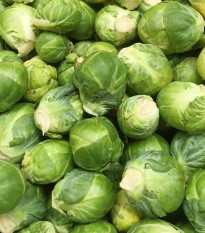 Kapusta růžičková Groninger - Brassica oleracea - prodej semen - 50 ks