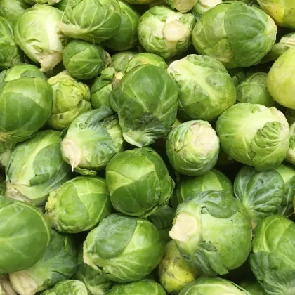 Kapusta růžičková Groninger - Brassica oleracea - prodej semen - 50 ks