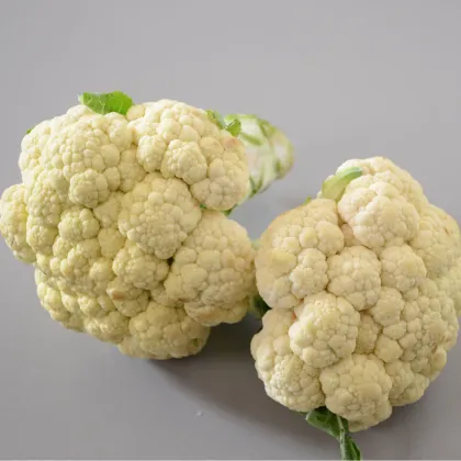 Květák Bora - Brassica oleracea - prodej semen - 140 ks