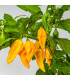 Chilli Habanero Lemon - Capsicum chinense - prodej semen - 10 ks