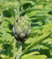 Artyčok zelený Grosse von Laon - Cynara scolymus - prodej semen - 20 ks