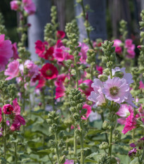 Topolovka plnokvětá Chaters mix barev - Alcea rosea - prodej semen - 12 ks