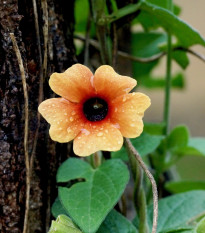 Smatovka křídlatá African Sunset - Thunbergia alata - prodej semen - 5 ks