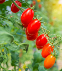 Rajče Roma - Solanum lycopersicum - prodej semen - 65 ks