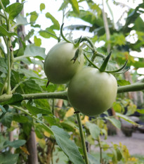 Rajče White Cherry - Solanum lycopersicum - prodej semen - 7 ks