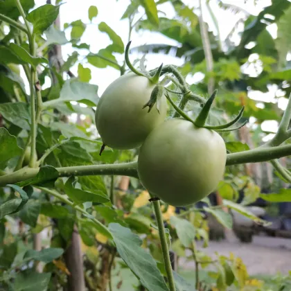 Rajče White Cherry - Solanum lycopersicum - prodej semen - 7 ks