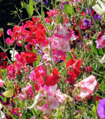 Hrachor vonný Spencer směs - Lathyrus odoratus - prodej semen - 16 ks