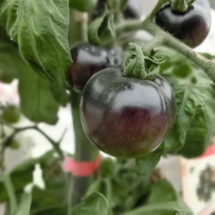 Rajče Black Opal - Solanum lycopersicum - prodej semen - 7 ks