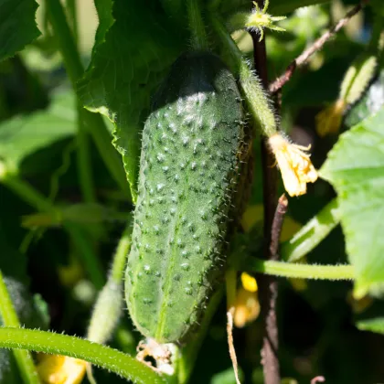 Okurka nakládačka Excelsior F1 - Cucumis sativus - prodej semen - 7 ks