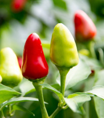 Chilli Tepin - Capsicum annuum - prodej semen - 7 ks