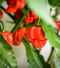 Chilli Trinidad Scorpion Butch - Capsicum chinense - prodej semen - 5 ks