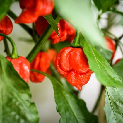 Chilli Trinidad Scorpion Butch - Capsicum chinense - prodej semen - 5 ks