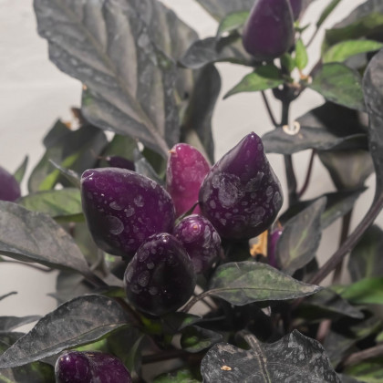 Chilli Purple Tiger - Casicum annuum - semena - 6 ks