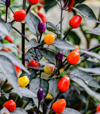 Chilli Bolívijská duha - Capsicum annuum - prodej semen - 6 ks