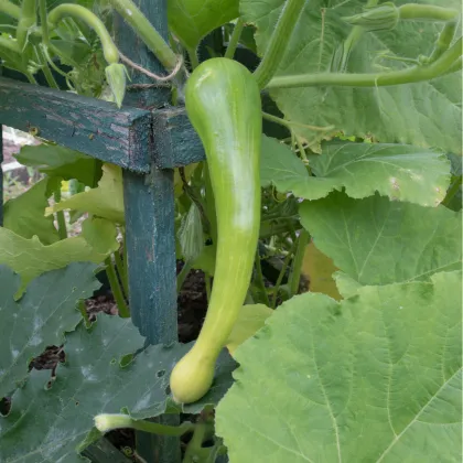 Tykev Tromba d Albenga - Cucurbita moschata - prodej semen - 6 ks