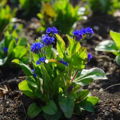 Pomněnka lesní Compindi - Myosotis sylvatica - prodej semen - 100 ks