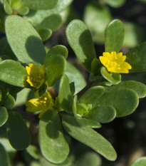 Šrucha zlatá - Portulaca oleracea - prodej semen - 30 ks