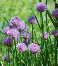 Pažitka pobřežní Staro - Allium schoenoprasum - prodej semen - 40 ks