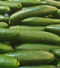 Okurka salátová Picolino F1 - Cucumis sativus - prodej semen - 4 ks