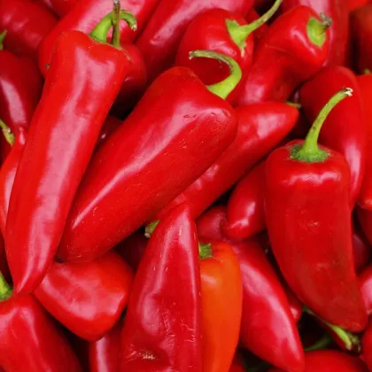 Paprika Lipari F1 - Capsicum annuum - prodej semen - 5 ks