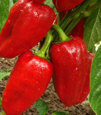 Paprika Bendigo F1 - Capsicum annuum - prodej semen - 5 ks