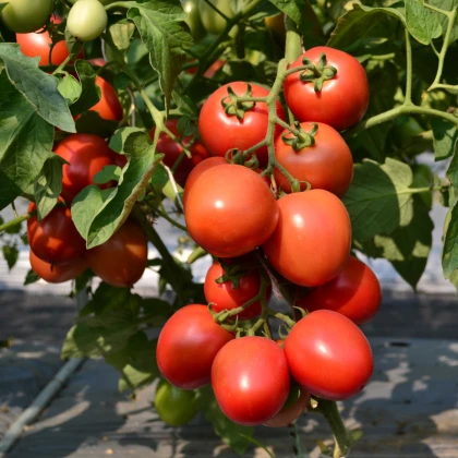Rajče Obří Hrozny - Solanum lycopersicum - prodej semen - 7 ks