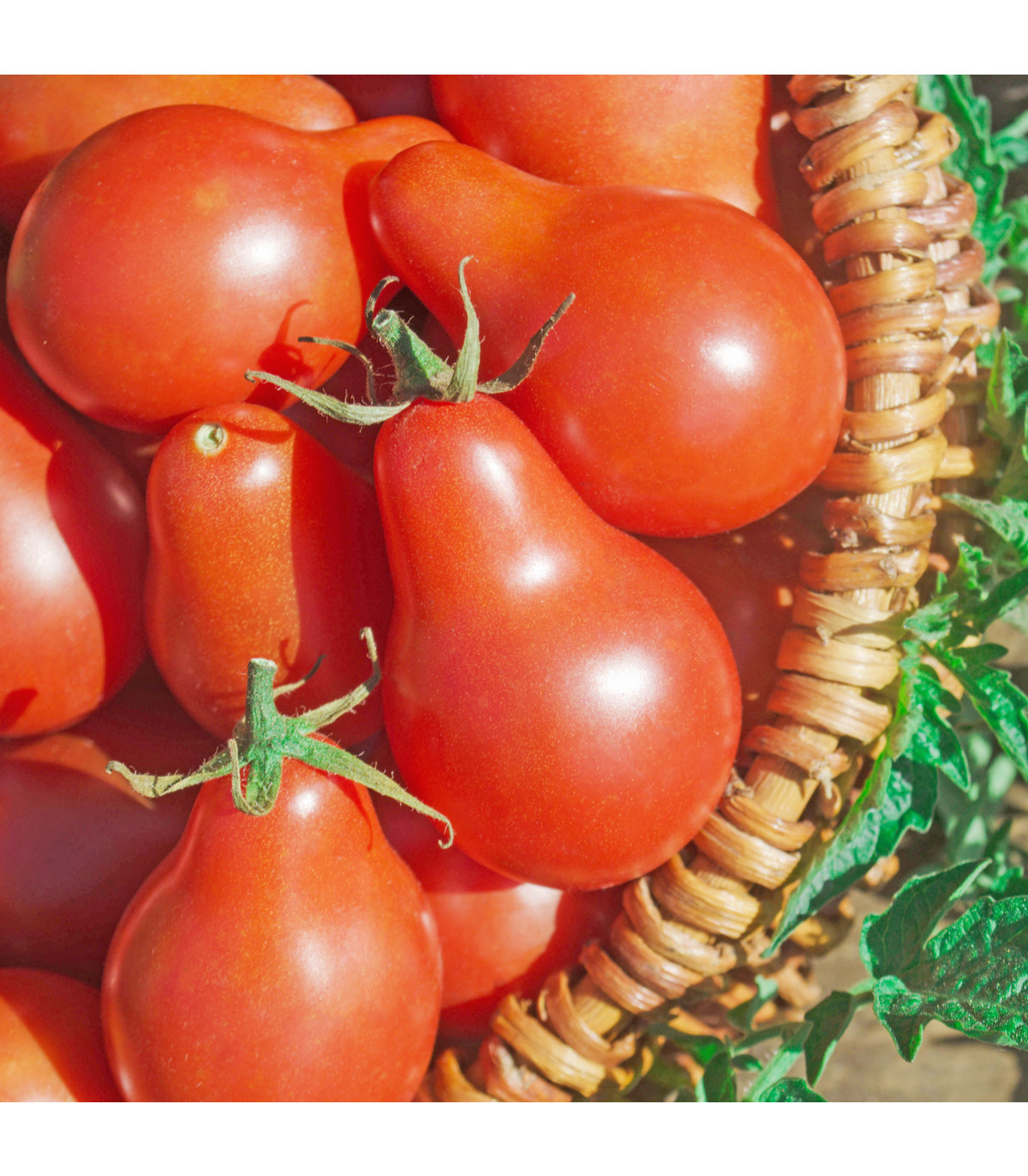 Rajče Červená hruška - Solanum lycopersicum - prodej semen - 7 ks