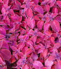 Africká kopřiva Wizard Velvet Red - Coleus blumei - prodej semen - 30 ks