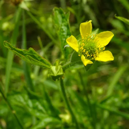 Kuklík městský - Geum urbanum - prodej semen - 50 ks