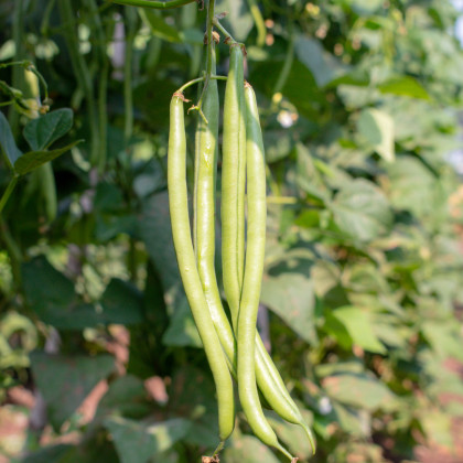 Fazole tyčková Neckargold - Phaseolus vulgaris - prodej semen - 15 ks