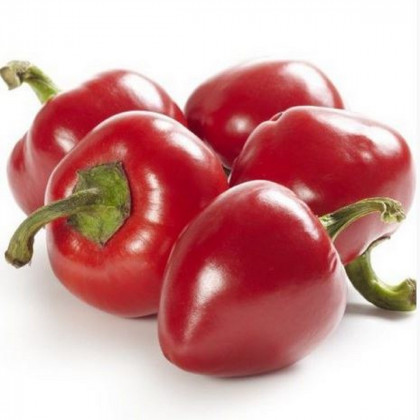 Chilli Large Red Cherry Hot - Capsicum annuum - prodej semen - 7 ks