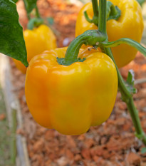 Paprika žlutá Baby Bell - Capsicum annuum - prodej semen - 8 ks